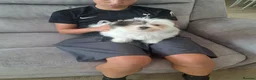 Mixed Breed dogs for sale: BEAUTIFUL POMCHON PUPS  FOR SALE - Advert 5