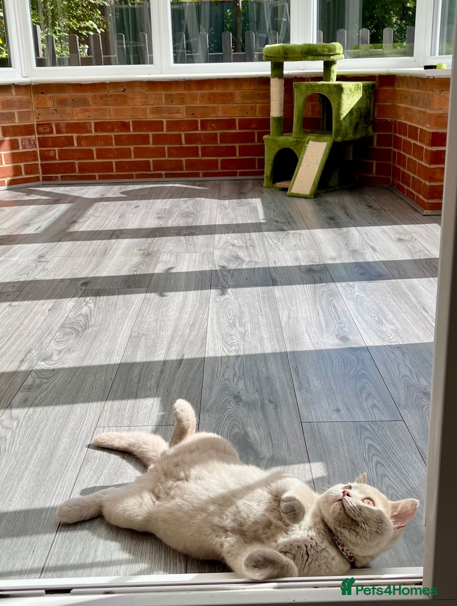 British Shorthair cats ♥️ Beautiful Lilac British Shorthair Boy ♥️ - Advert 2