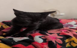 British Shorthair cats for sale: Male and Female Kittens needing forever home  - Image 7