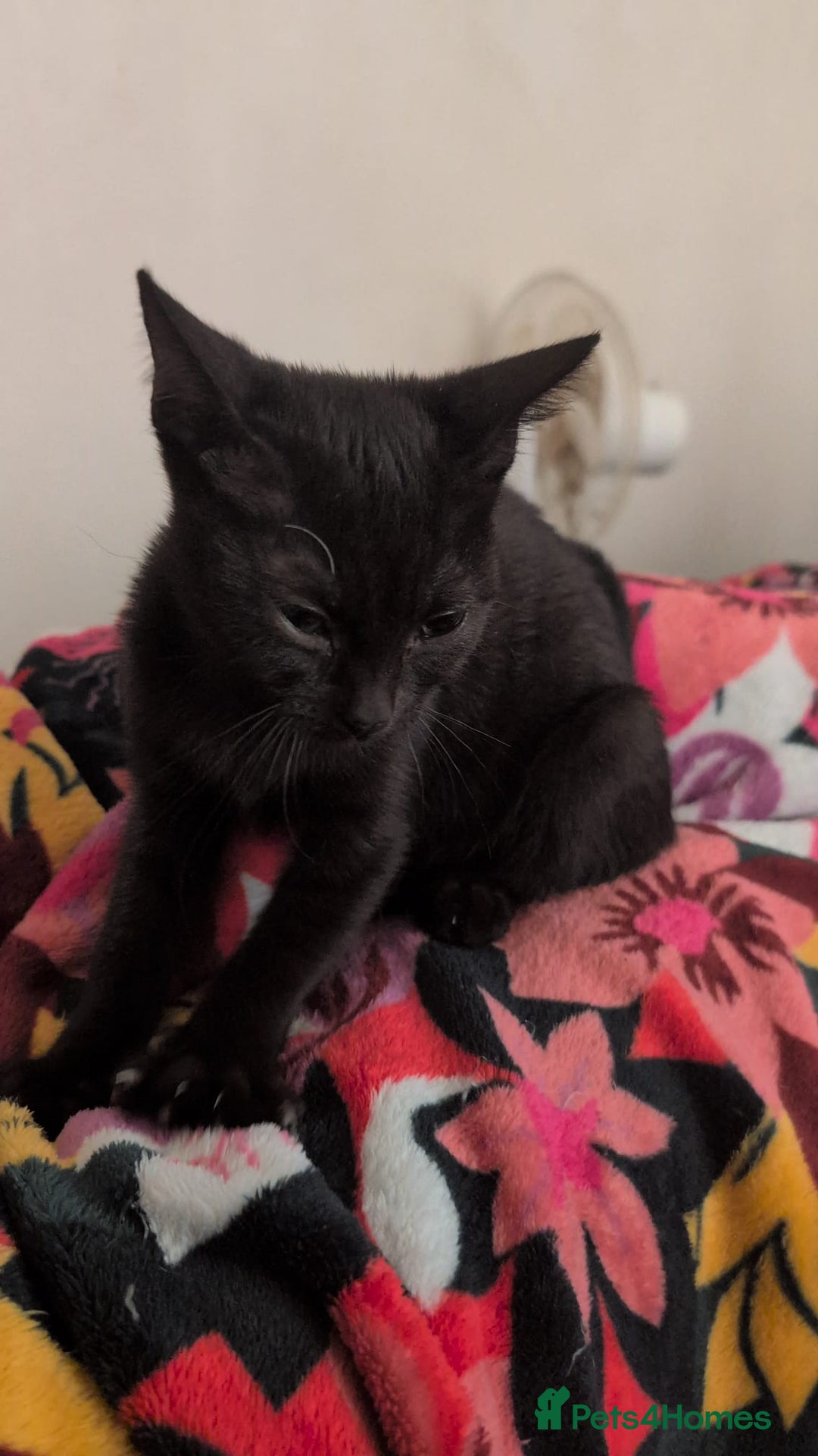 British Shorthair cats for sale: Male and Female Kittens needing forever home  - Image 7