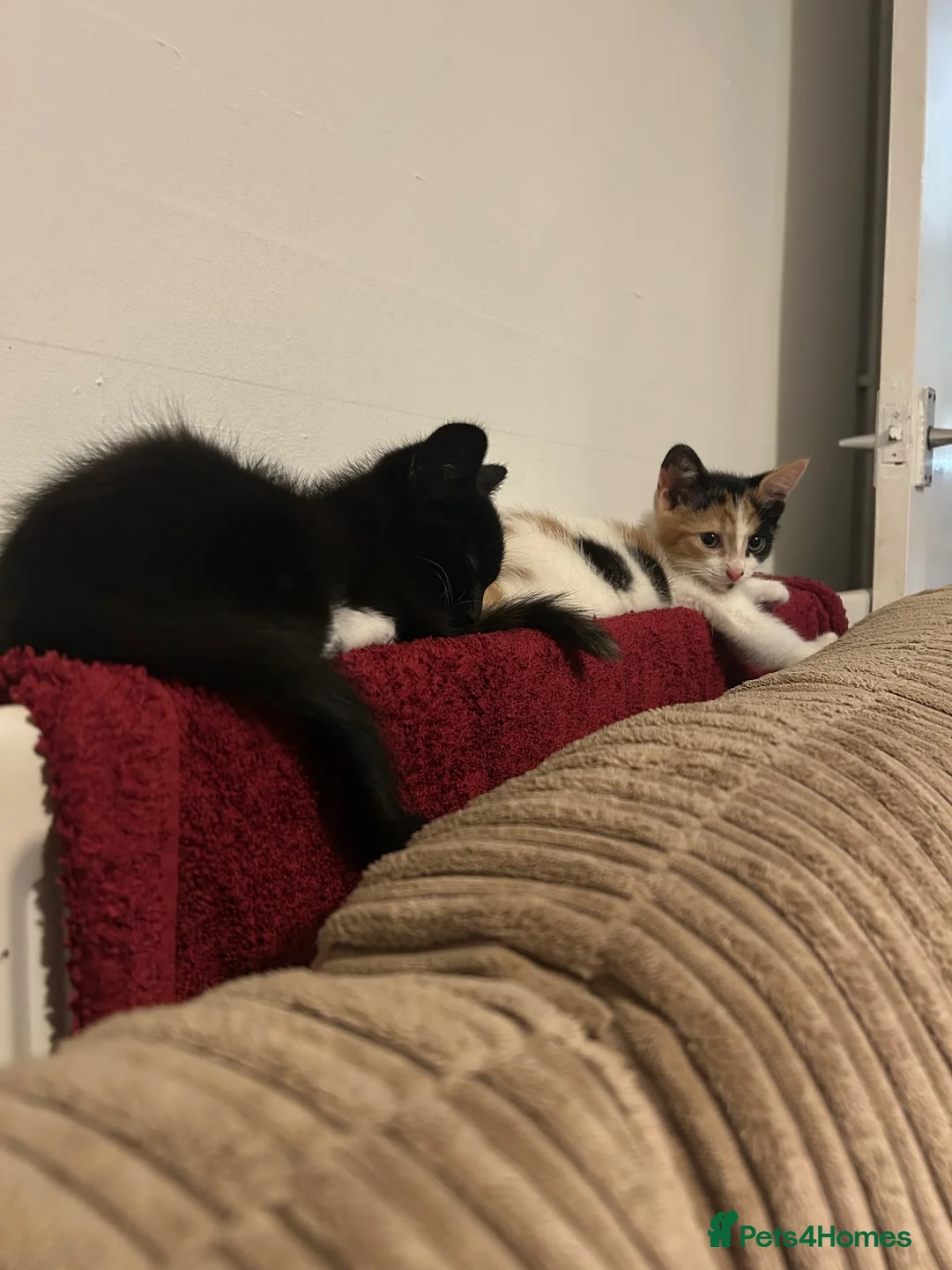 British Shorthair cats for sale: Rehoming 4 beautiful baby’s  - Advert 8
