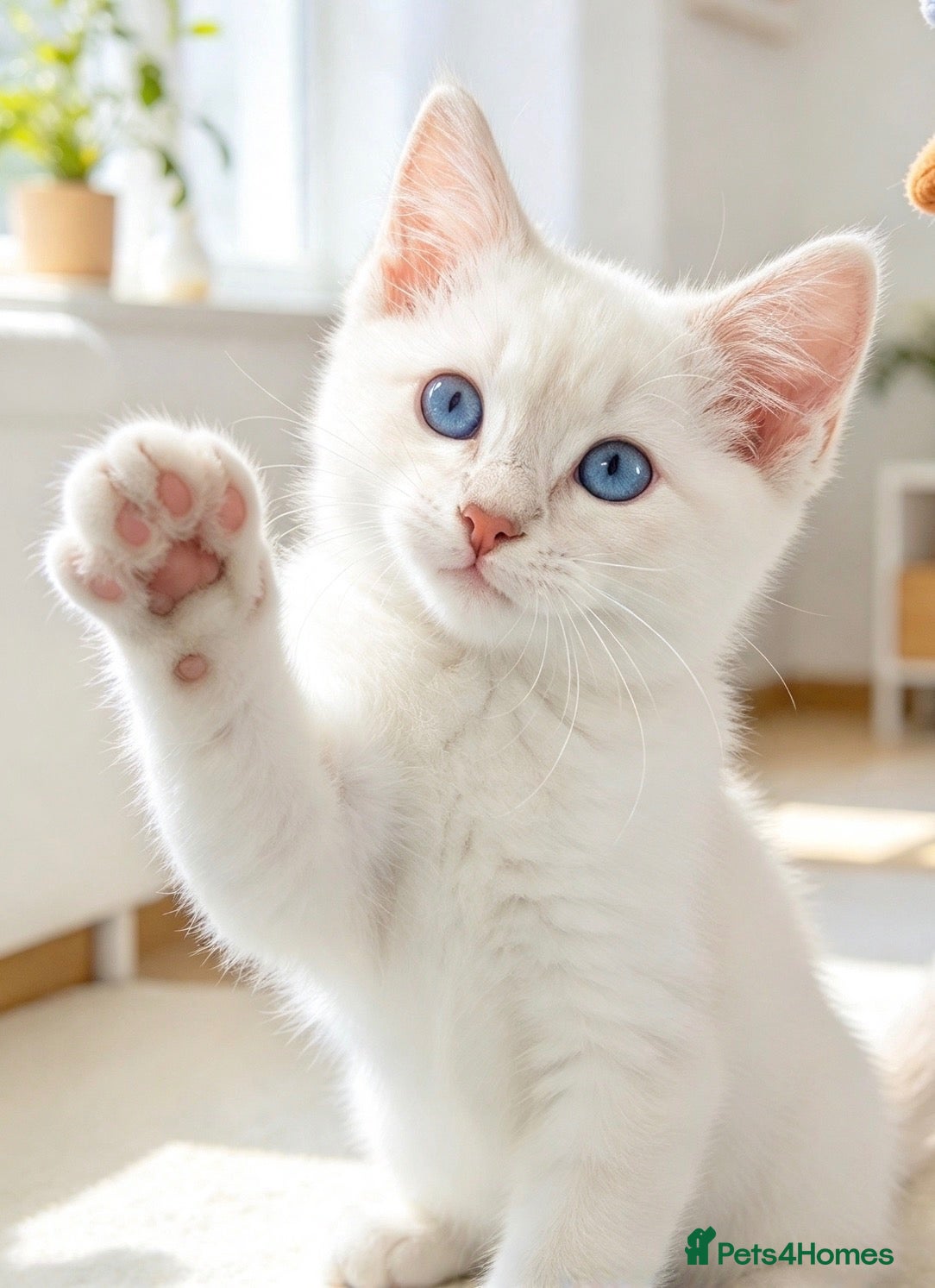 Ragdoll cats Rare Lilac Ragdoll Kitten | Blue Eyes - Advert 15