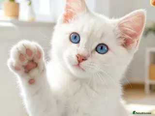 Ragdoll cats Rare Lilac Ragdoll Kitten | Blue Eyes - Advert 18