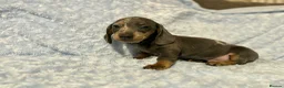 Miniature Dachshund dogs for sale: 7 beautiful puppies available  in Bradford - Advert 13