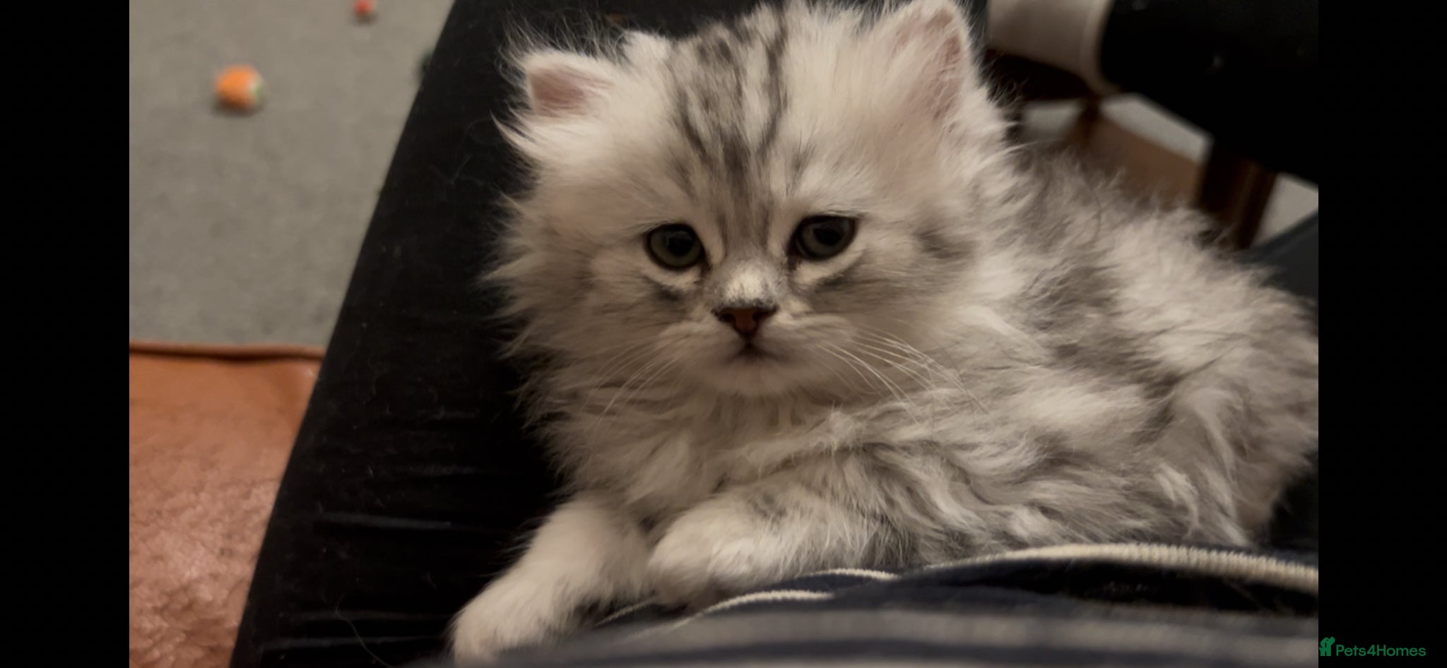Munchkin cats Beautiful Fur Babies 🤗 - Advert 1