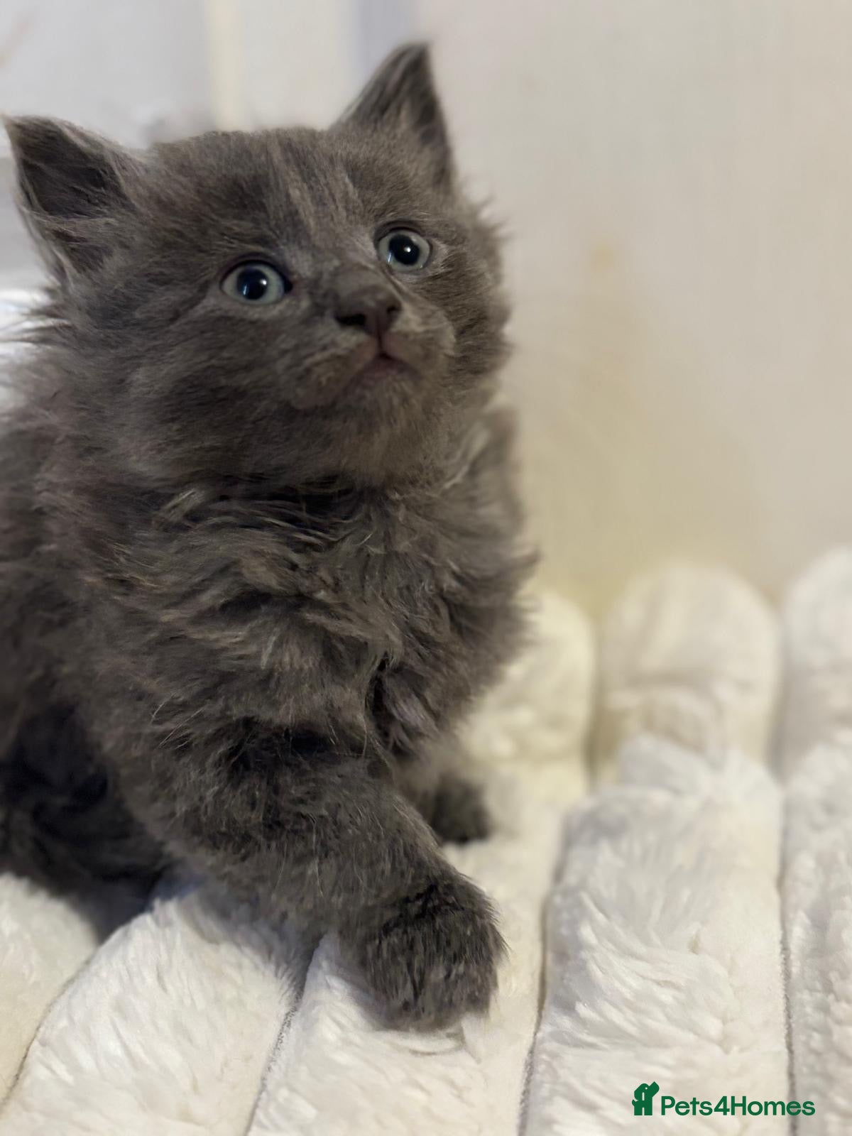 Mixed Breed cats 8 beautiful kittens ready for their new homes  - Advert 1