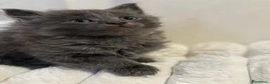 Mixed Breed Kitten 4