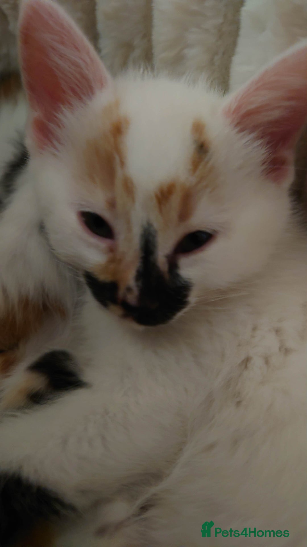 Mixed Breed cats for sale: 6 kittens ready for their new home  - Advert 4