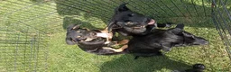 Australian Kelpie dogs for sale: Kelpie X collie puppies in Buxton - Advert 6