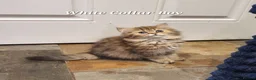 Persian cats for sale: 💖Beautiful Pedigree Chinchilla Persian Kittens.  - Advert 19