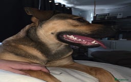 Mixed Breed dogs for sale: 9 month old rottweiler cross looking for new home  - Image 6