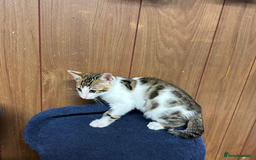 Bengal cats for sale: ​​Bengal X Ragdoll Mix Kittens - Ready to go! - Image 11