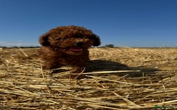 Toy Poodle dogs for sale: Toy Poodle Puppy – Red Apricot Girl - Image 1