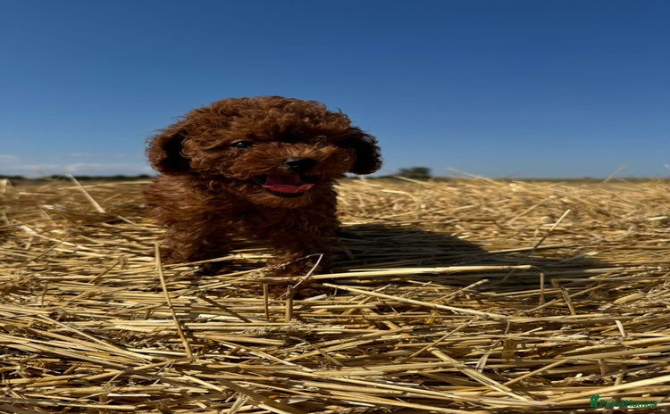 Toy Poodle dogs - Advert 1