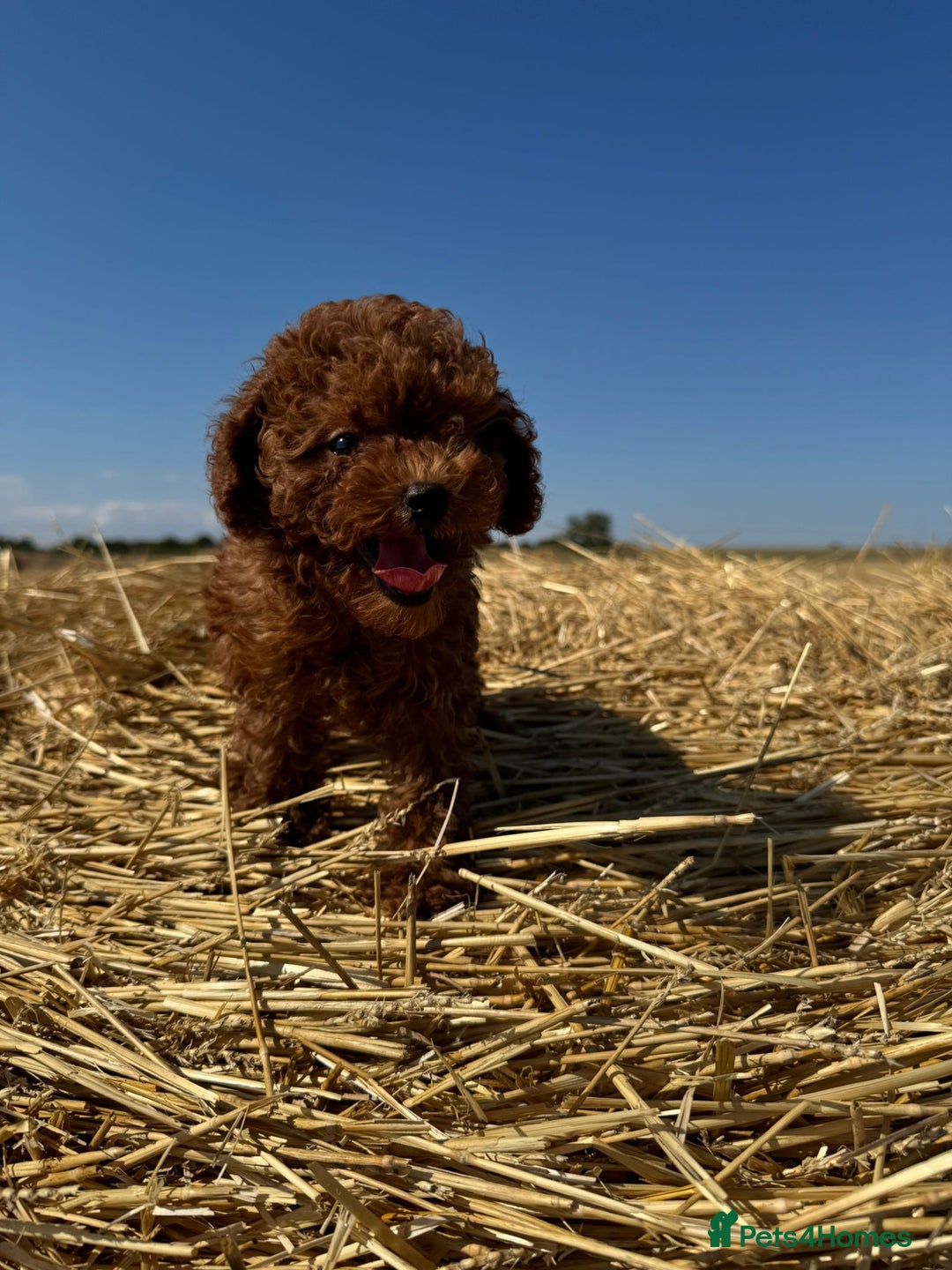 Toy Poodle dogs for sale: Toy Poodle Puppy – Red Apricot Girl - Image 1