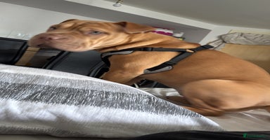 Mixed Breed dogs - Advert 16
