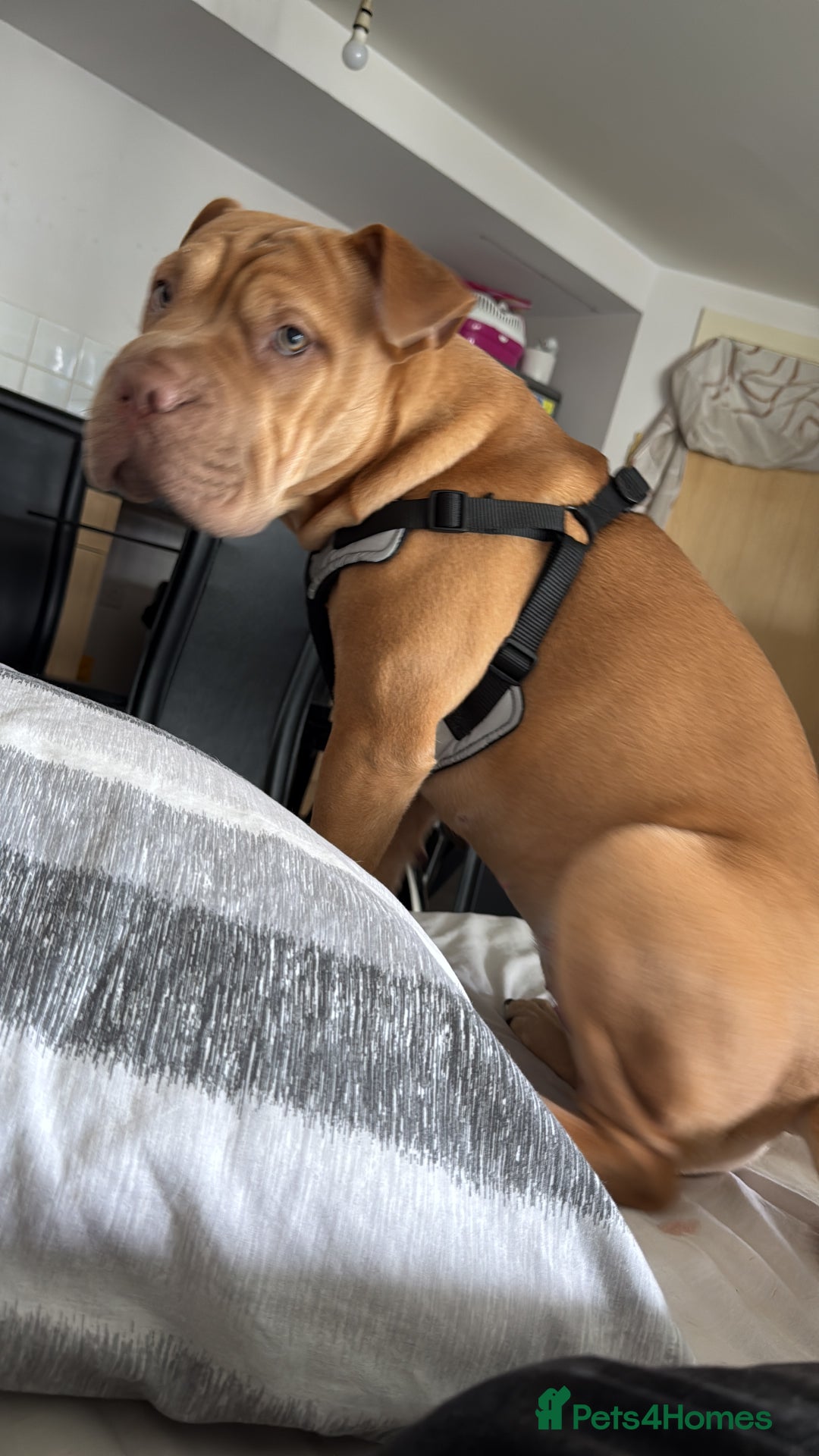 Mixed Breed dogs for sale: Daisy female 8months old - Image 3