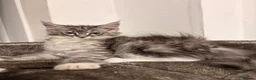 Maine Coon cats for sale: Sweet teddy bears. 🧸 🐈‍⬛ - Advert 6
