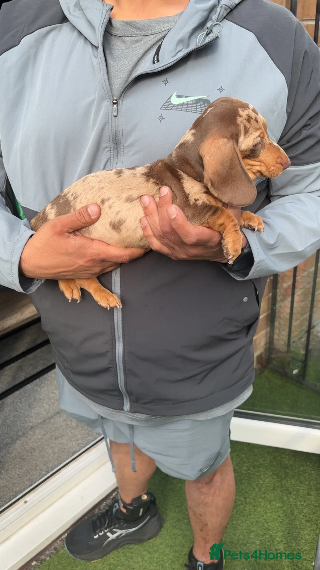 Miniature Dachshund dogs for sale:  5 Miniature Dachshund Puppies ready  in Bradford - Advert 2