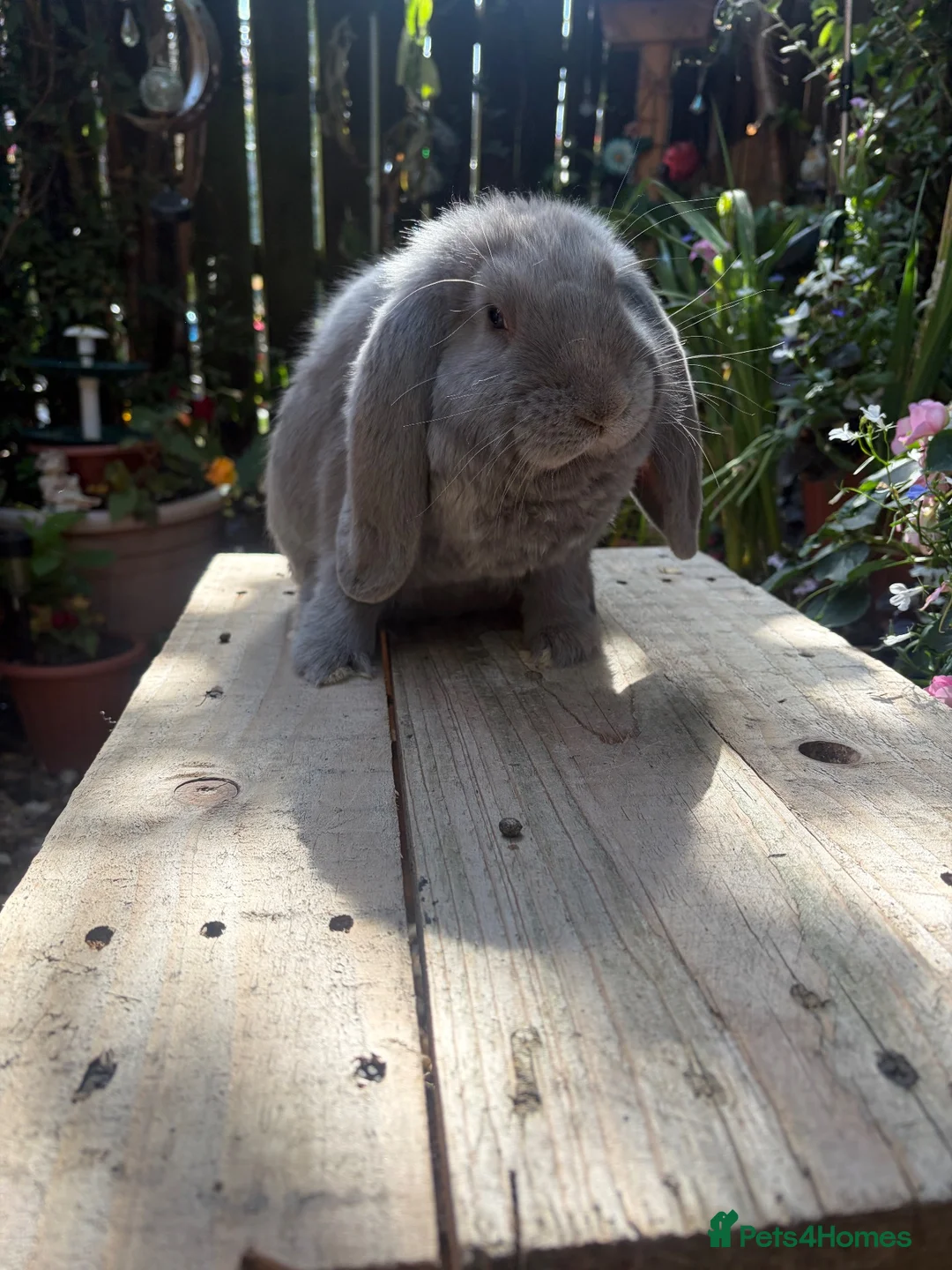 French Lop rabbits for sale: French lops - Advert 13