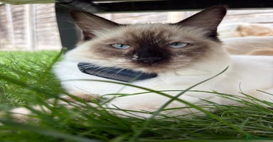 Ragdoll cats - Advert 6