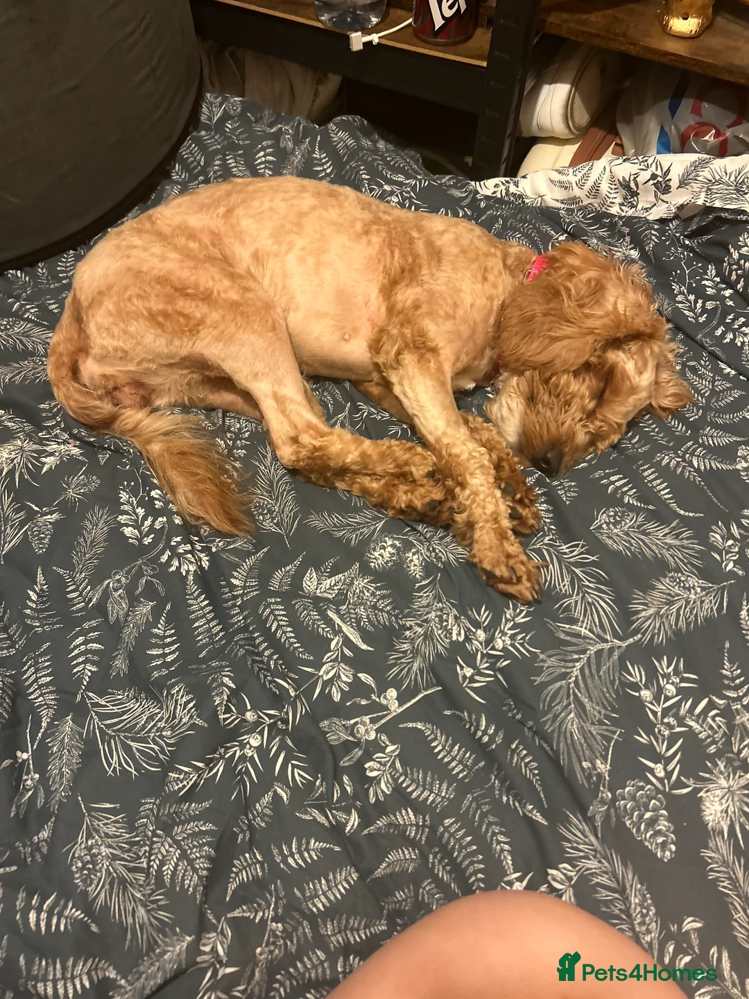 Cavapoo dogs for sale: Gorgeous, Cavapoo Girl for sale  - Advert 9