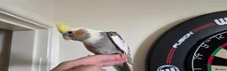 Cockatiels birds for sale: Hand tamed 2 baby cockatiels available  - Advert 9