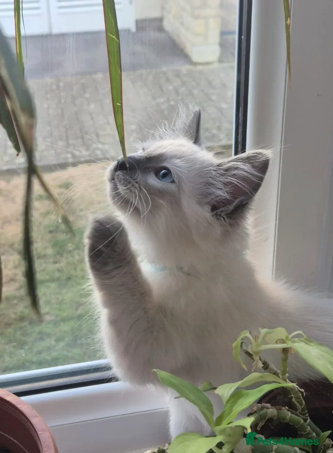 Ragdoll cats for sale: 💙 Blue Point Ragdoll Kittens – Family Raised - Advert 3