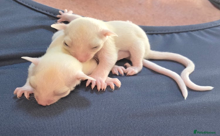 Sugar Glider rodents - Advert 1