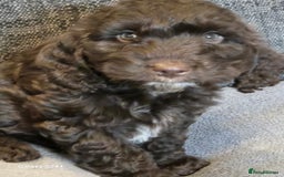 Cockapoo dogs for sale: Stunning f1 cockapoo puppys  - Image 5