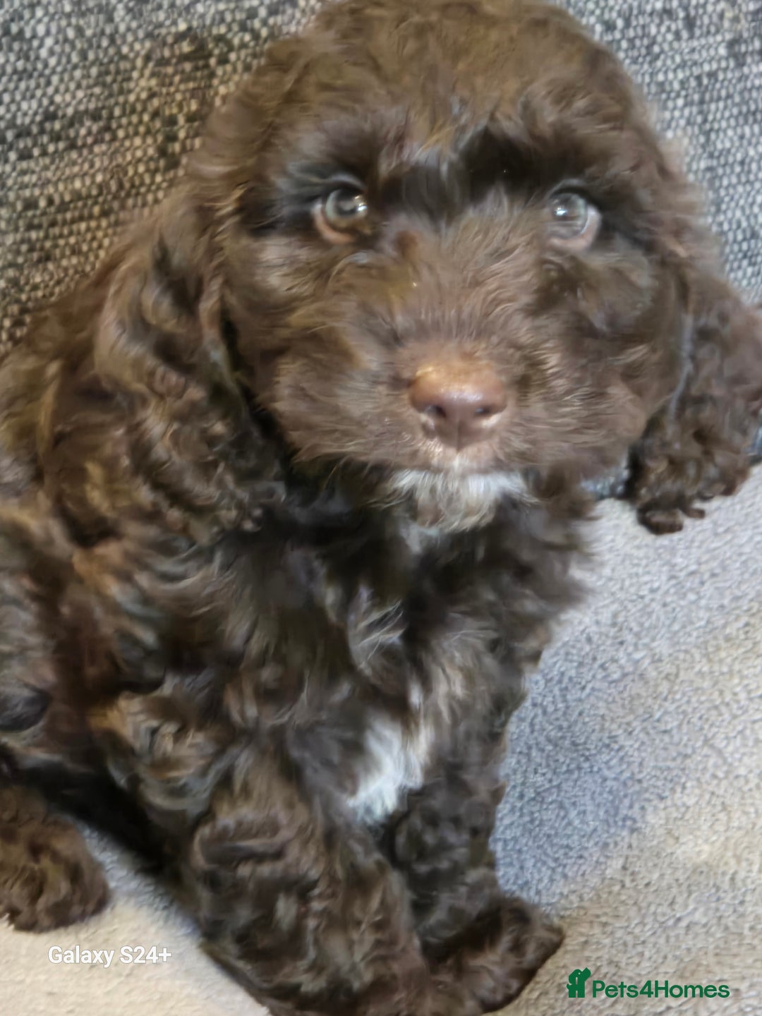 Cockapoo dogs for sale: Stunning f1 cockapoo puppys  - Image 5