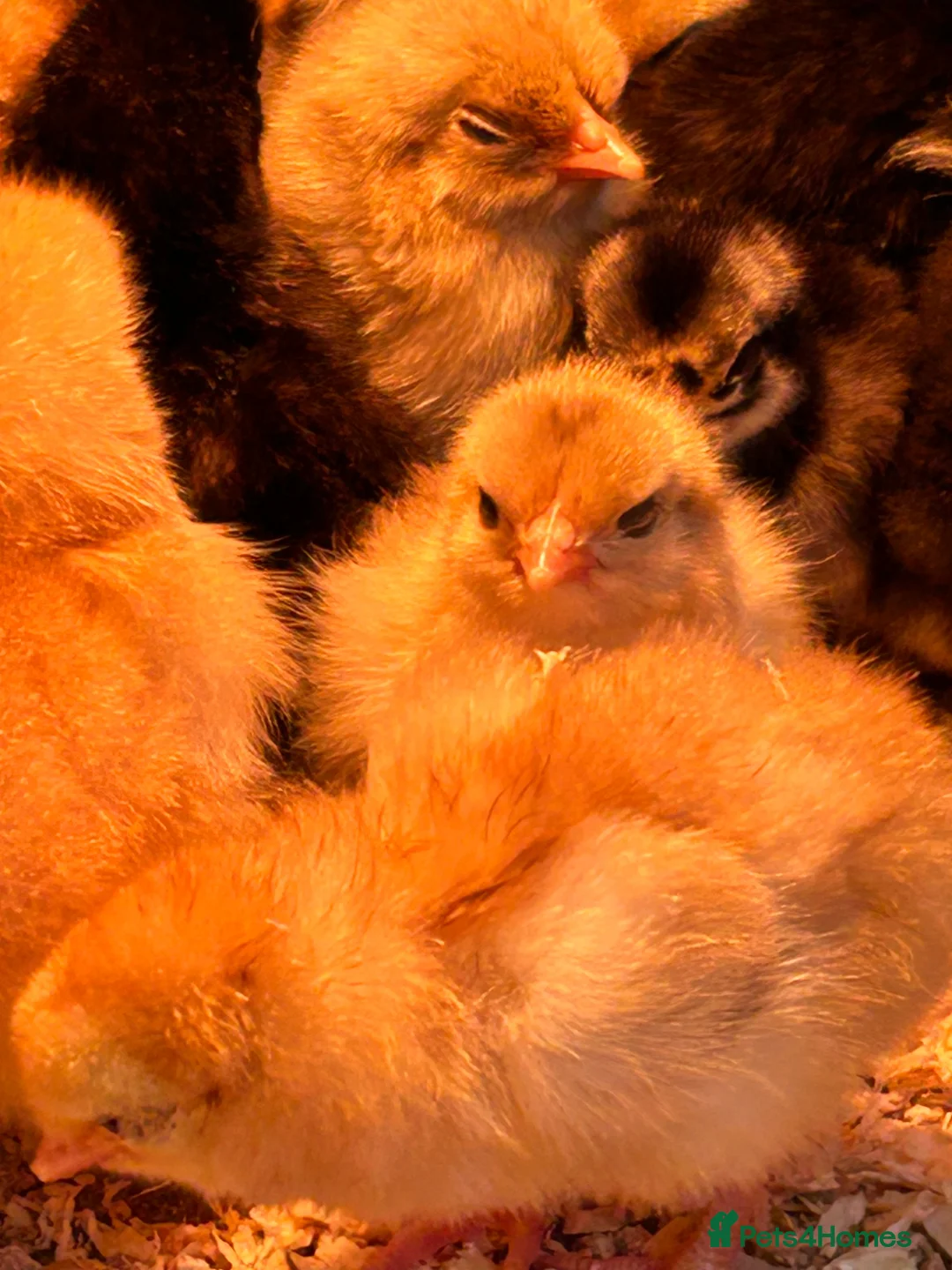 Chickens poultry for sale: Chicks for sale - Advert 2