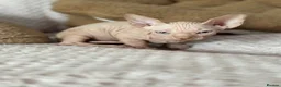 Sphynx cats for sale: Canadian sphynx kittens  - Advert 17