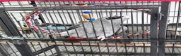 Parrots birds for sale: African Grey 6 Months Old Male Fully Hand Tame  in Bradford - Advert 5