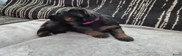 German Shepherd dogs for sale: Stunning GSD Puppies – KC Registered –  DM Clear - Advert 21