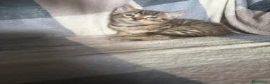Mixed Breed Kitten 2