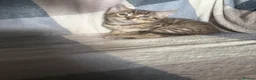 Mixed Breed cats for sale: kitten  in Bradford - Advert 2
