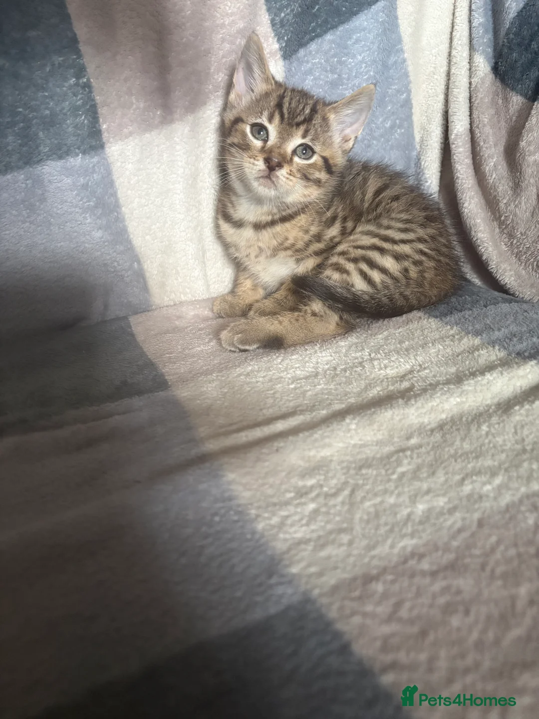 Mixed Breed cats for sale: kitten  in Bradford - Advert 2