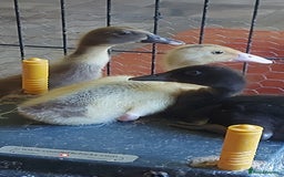 Ducks poultry for sale: Runner Ducklings - unsexed - Image 2