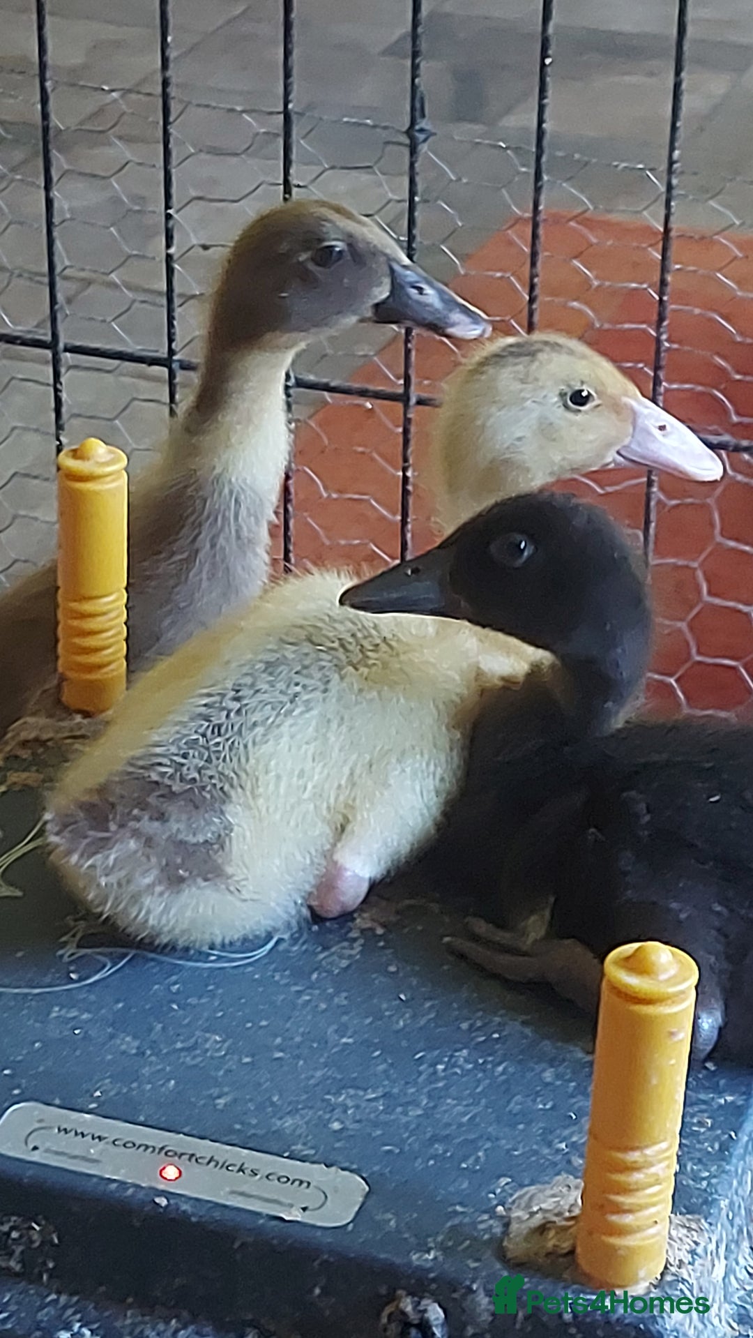 Ducks poultry for sale: Runner Ducklings - unsexed - Image 2