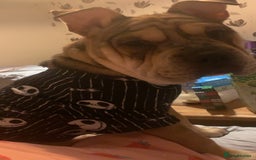 Mixed Breed dogs for sale: Charlie (girl) - Advert 4