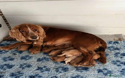 Cocker Spaniel dogs for sale: GOLD COCKER SPANIEL BOYS. - Image 10