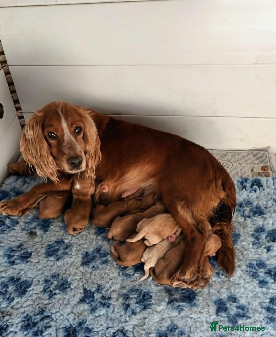 Cocker Spaniel dogs for sale: GOLD COCKER SPANIEL BOYS. - Image 10