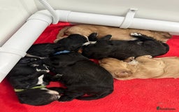 Cavapoo dogs for sale: F1 cavapoo puppies heath tested  - Image 4