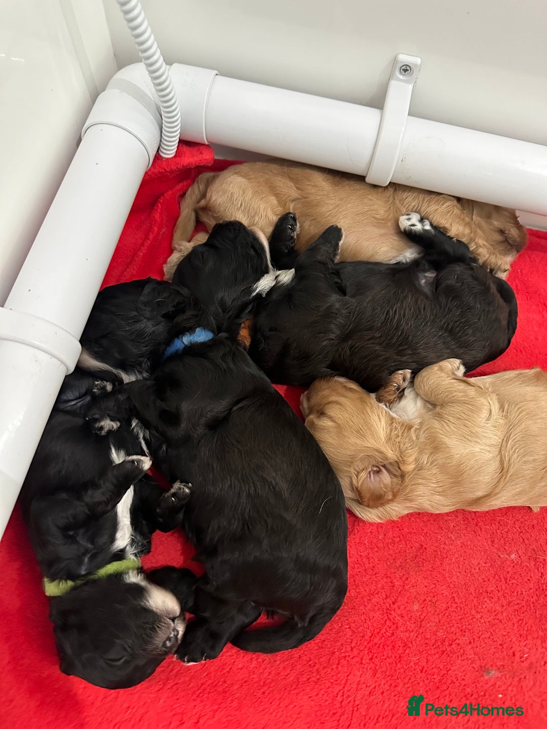 Cavapoo dogs for sale: F1 cavapoo puppies heath tested  - Image 4