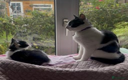 British Shorthair cats for sale: 2 Male kittens available  - Image 9