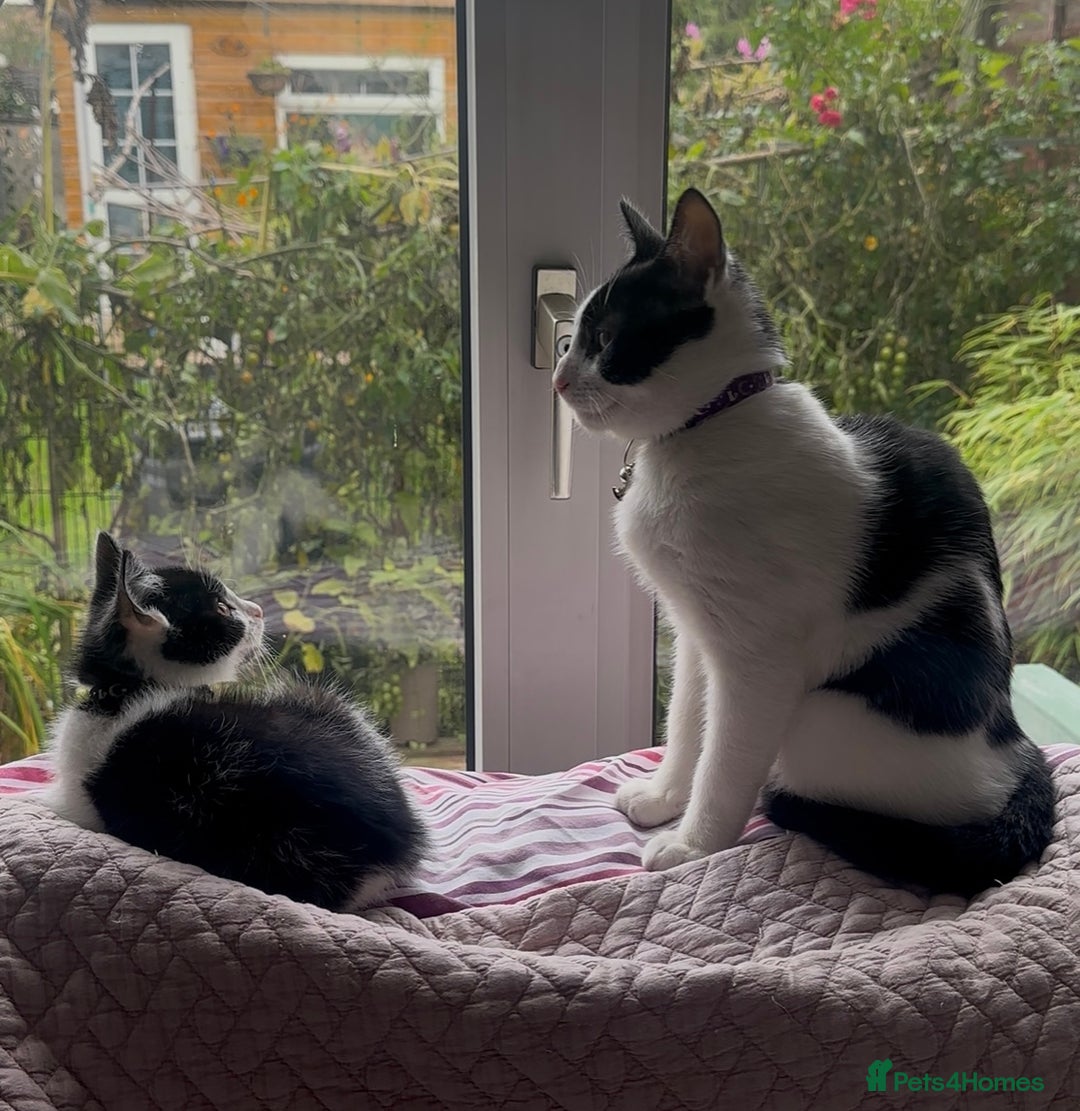 British Shorthair cats for sale: 2 Male kittens available  - Image 9