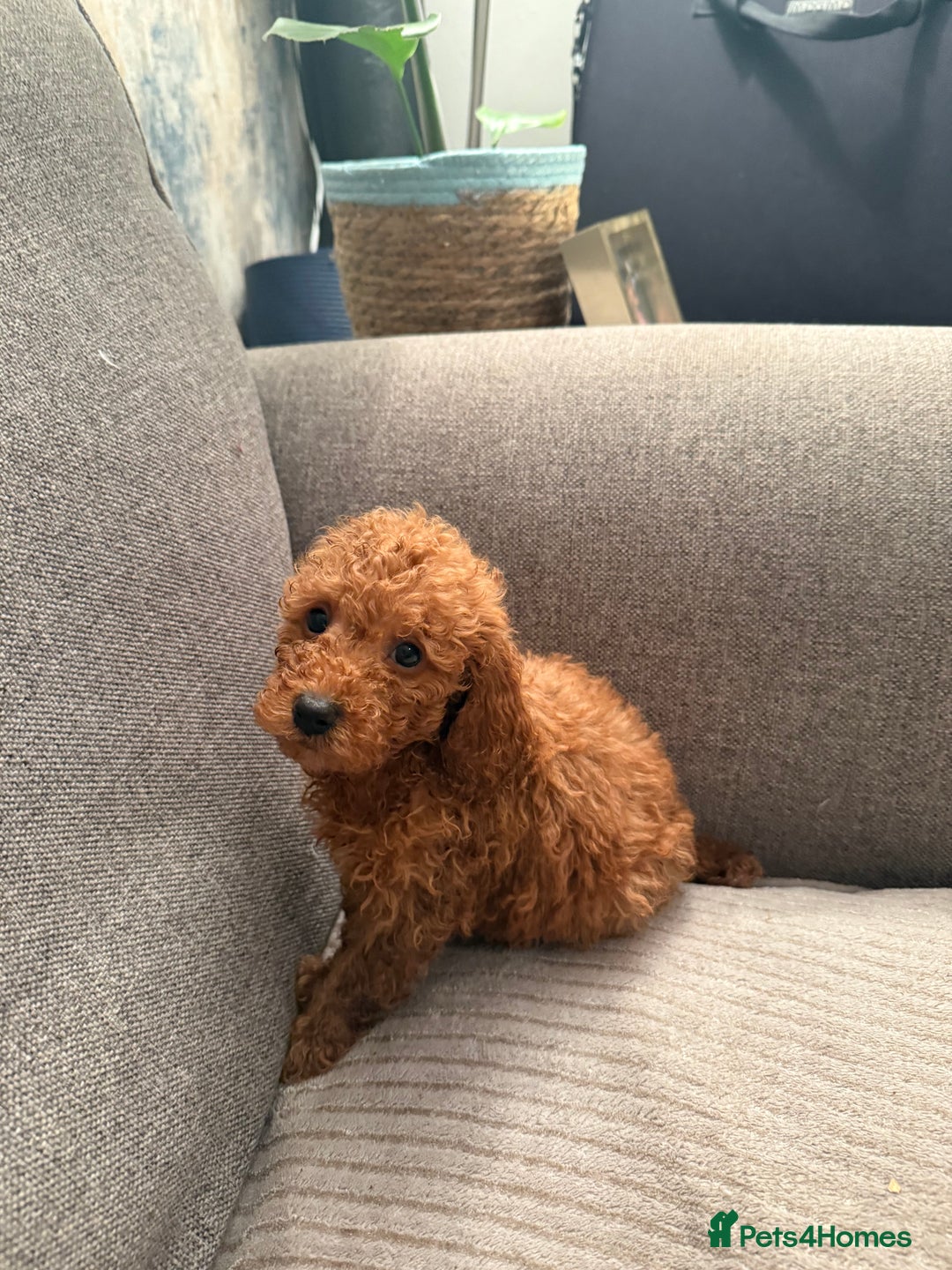 Cockapoo dogs for sale: Cockerpoo  - Image 9