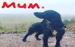 Cocker Spaniel dogs for sale: Stunning Cocker Spaniel Pups from Working Heritage - Image 2