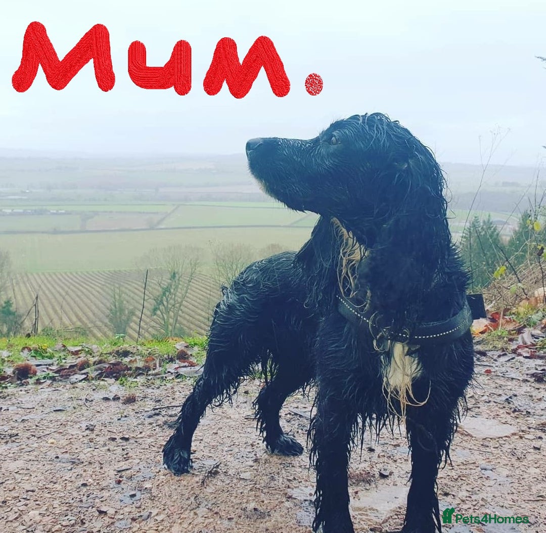 Cocker Spaniel dogs for sale: Stunning Cocker Spaniel Pups from Working Heritage - Image 2